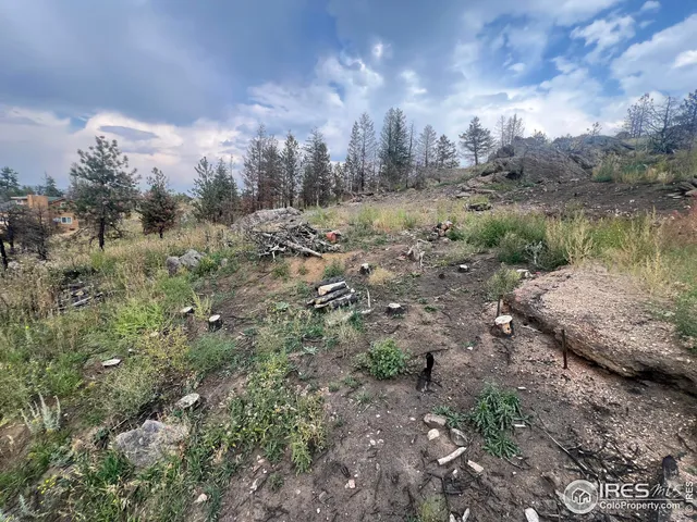 a view of a backyard with large trees
