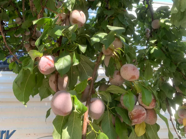 $600,000 | 120 Three Bear Lane, Stites, ID 83552