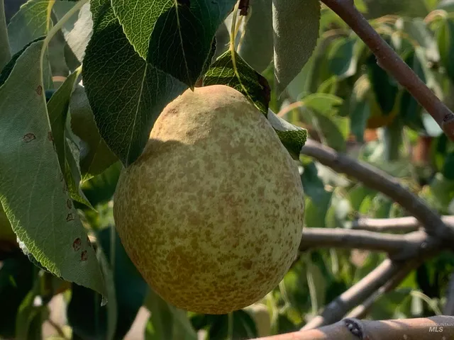 $600,000 | 120 Three Bear Lane, Stites, ID 83552