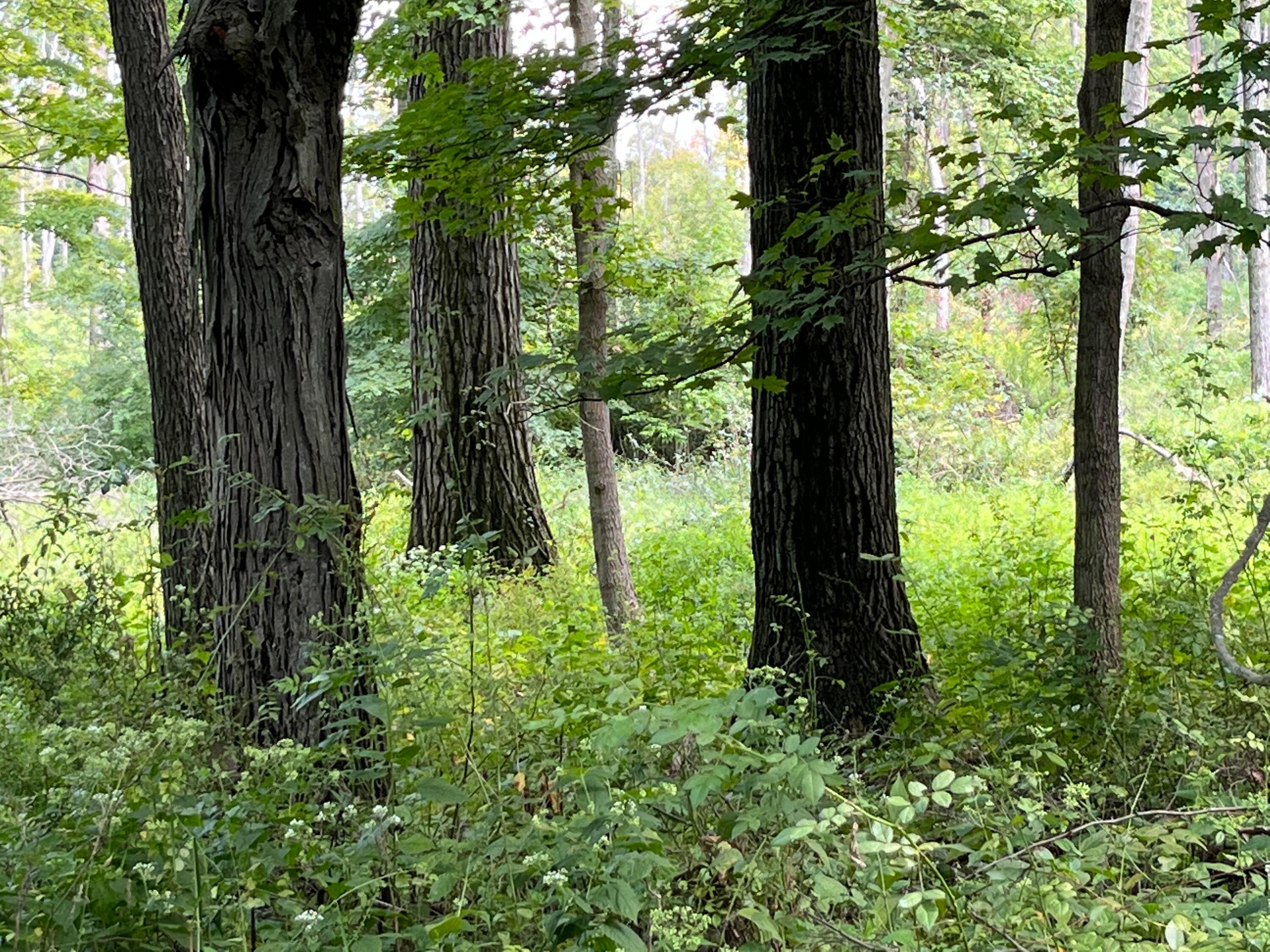 12600 Gilchrist Road Mount Vernon, OH 43050 - Photo 47 of 64 IMG_3286