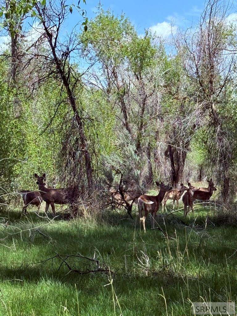 436 North 4200 East Rigby, ID 83442 - Photo 13 of 15