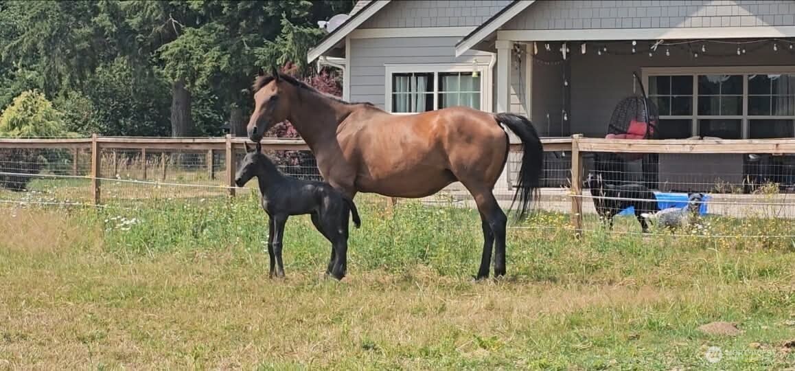 8106 Spurgeon Creek Road Southeast Olympia, WA 98513 - Photo 27 of 29 a view of house with backyard porch and entertaining space