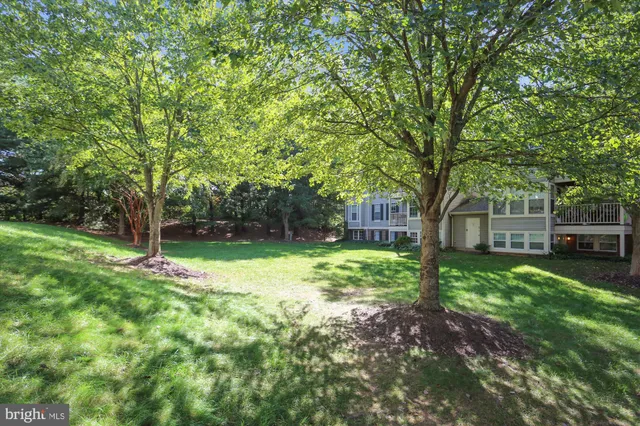 a view of a park with large trees