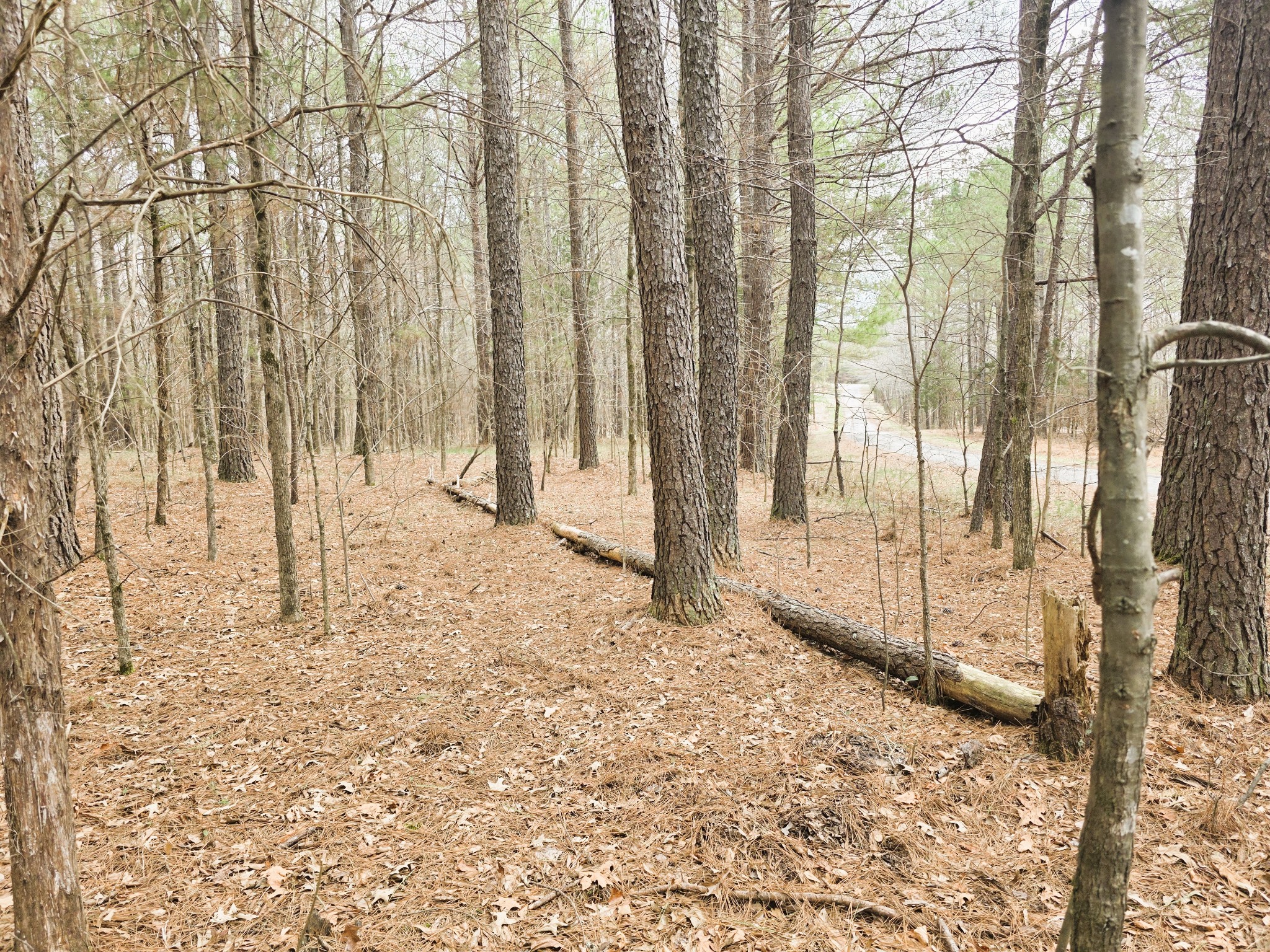 0 Zig Zag Road Big Sandy, TN 38221 - Photo 12 of 15 a view of a yard with trees