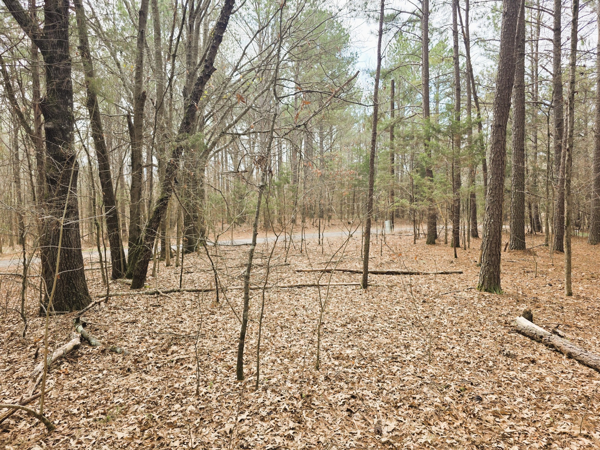 0 Zig Zag Road Big Sandy, TN 38221 - Photo 13 of 15 a view of a yard with trees