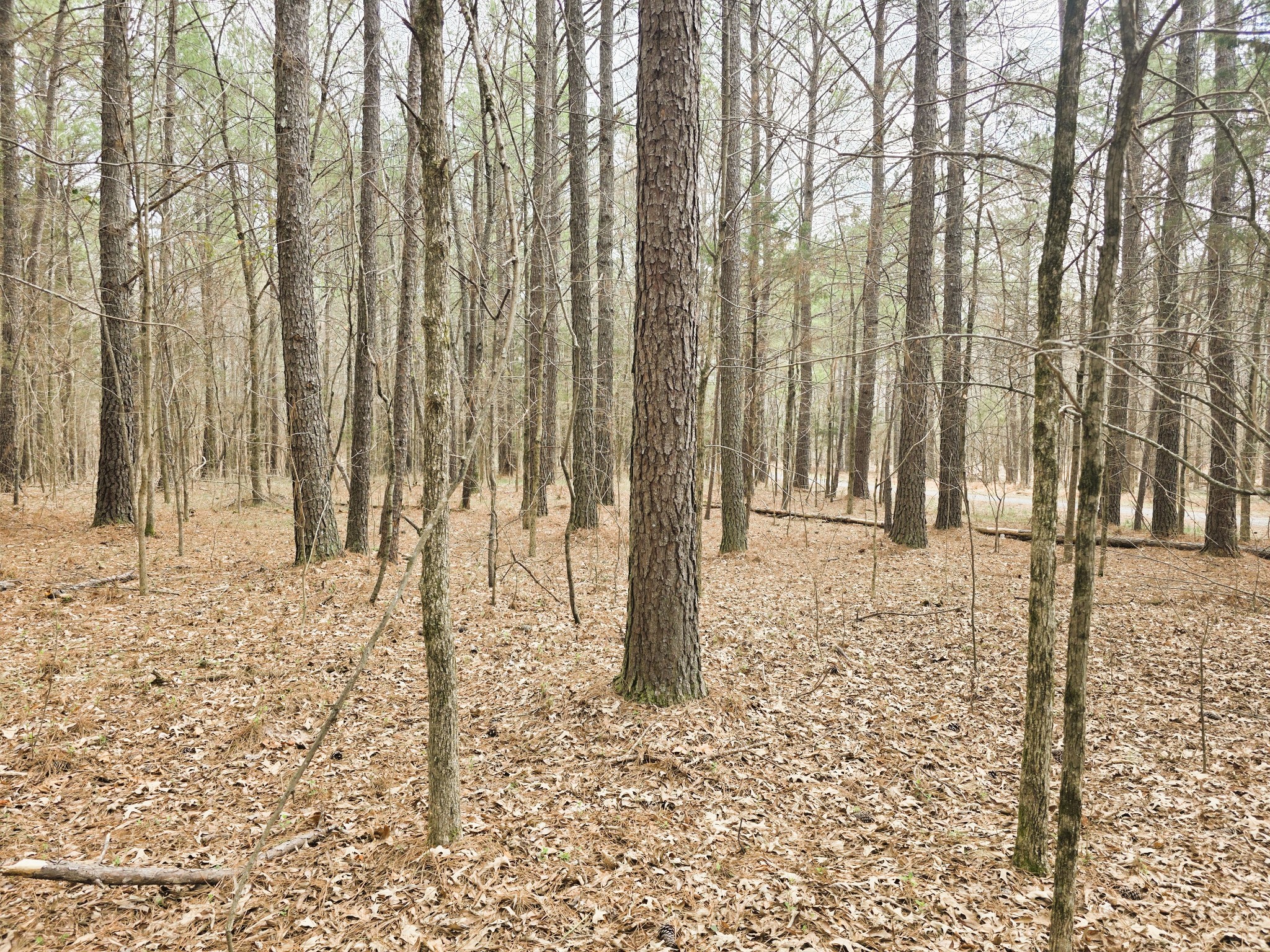 0 Zig Zag Road Big Sandy, TN 38221 - Photo 14 of 15 a view of a backyard of the house
