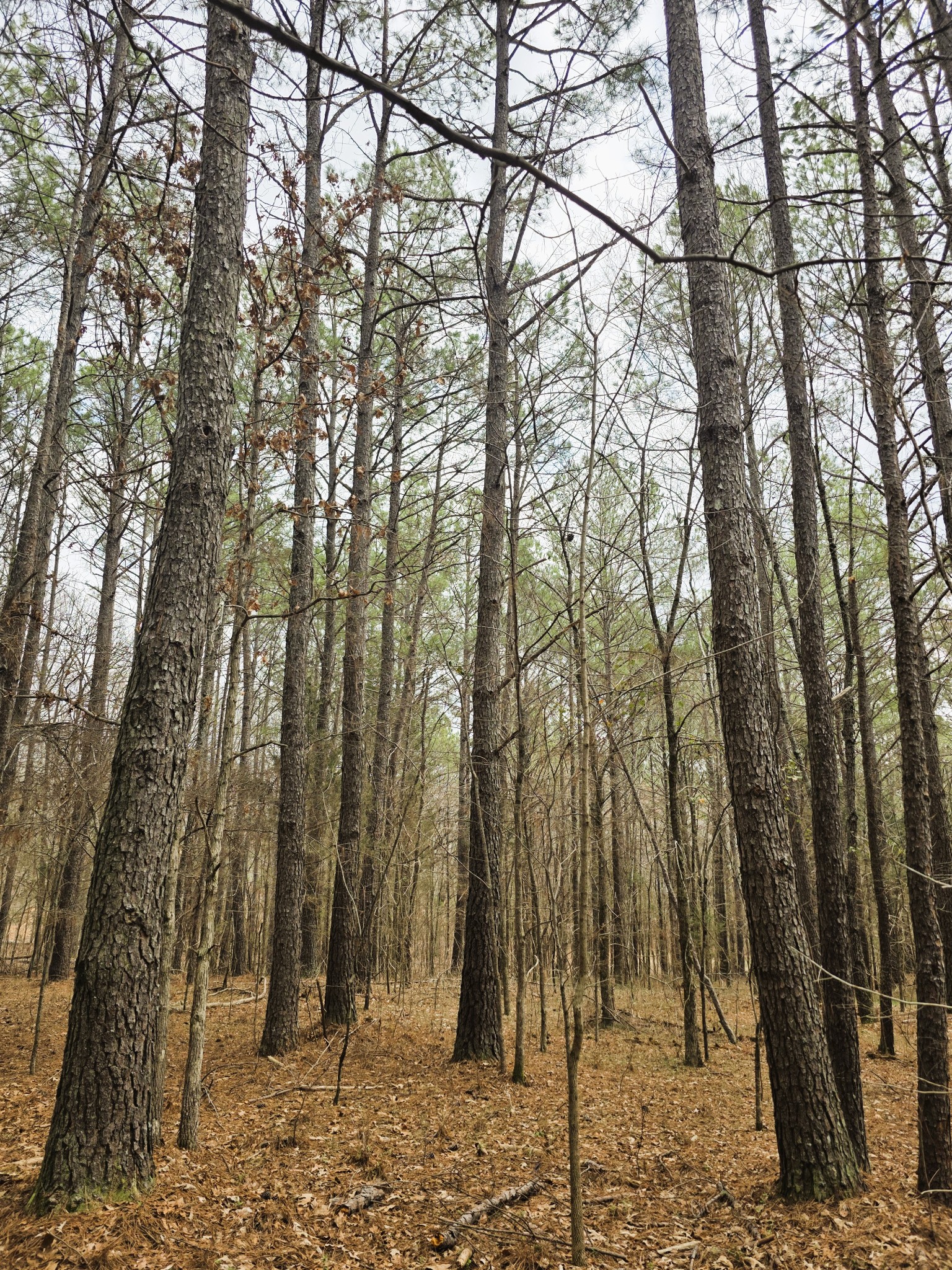 0 Zig Zag Road Big Sandy, TN 38221 - Photo 15 of 15 a view of a forest