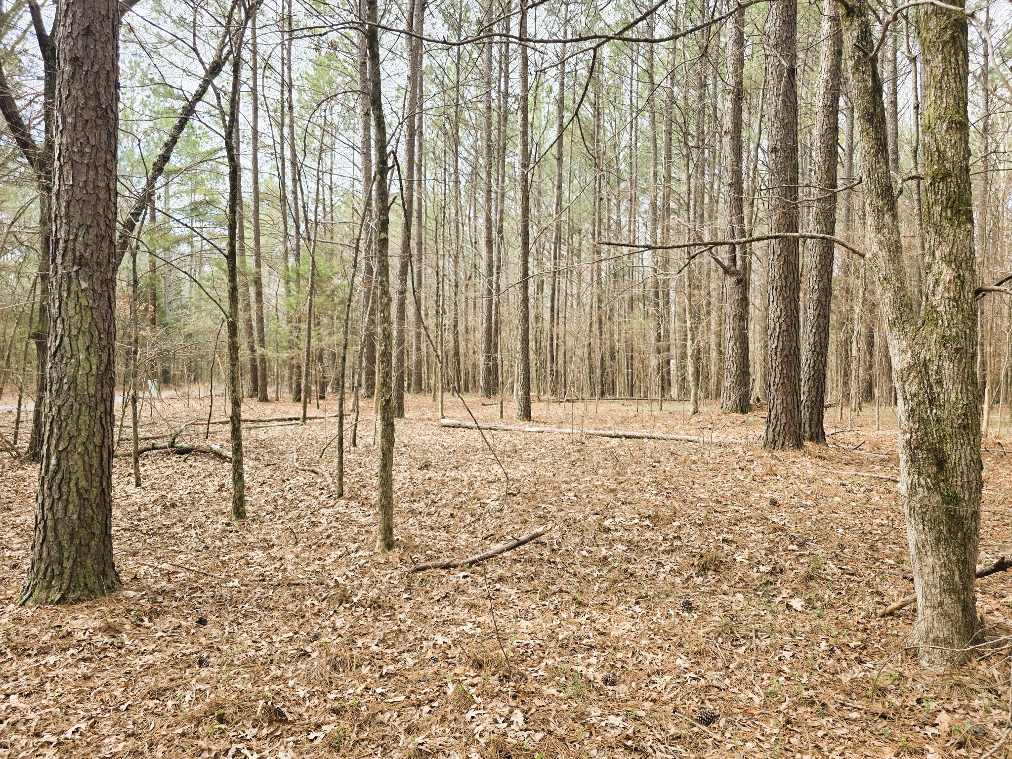 0 Zig Zag Road Big Sandy, TN 38221 - Photo 5 of 15 a view of a backyard of the house