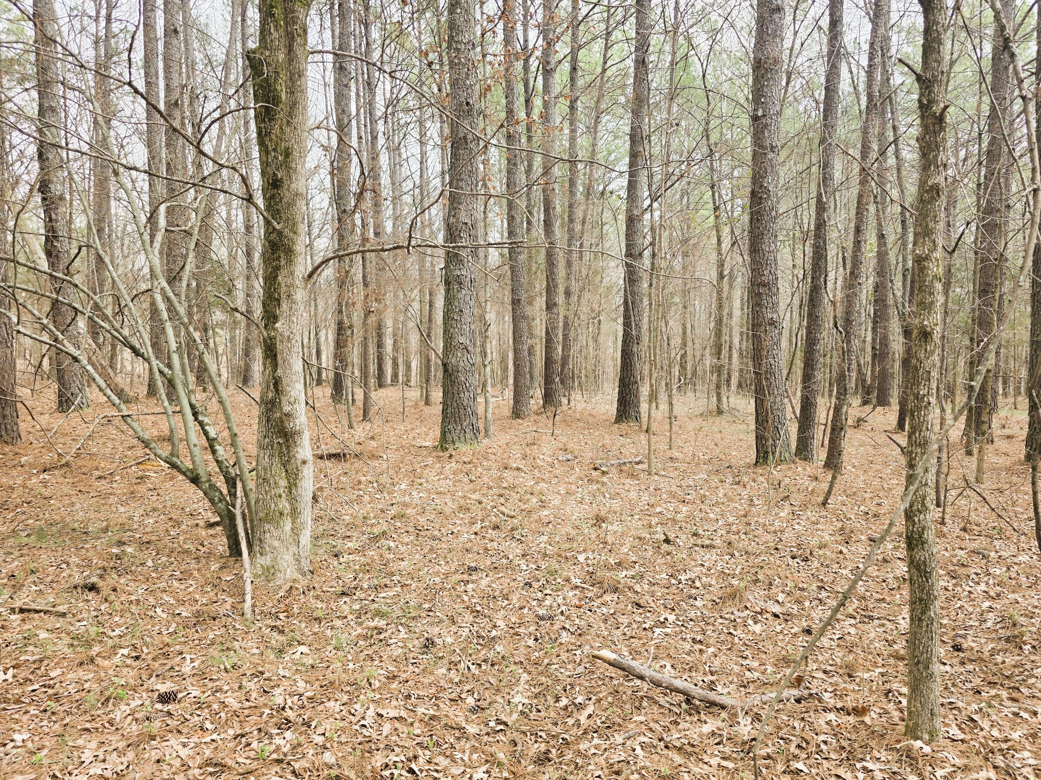 0 Zig Zag Road Big Sandy, TN 38221 - Photo 6 of 15 a view of wooden fence