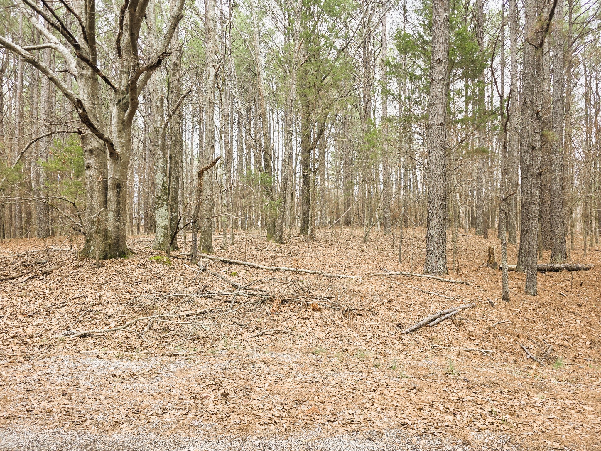 0 Zig Zag Road Big Sandy, TN 38221 - Photo 7 of 15 a view of wooden fence and trees