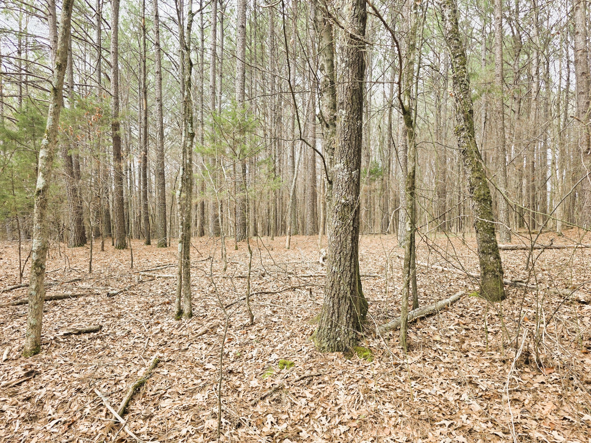 0 Zig Zag Road Big Sandy, TN 38221 - Photo 8 of 15