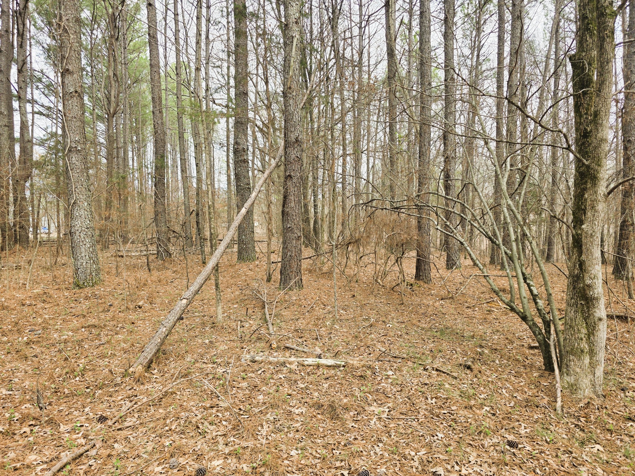 0 Zig Zag Road Big Sandy, TN 38221 - Photo 9 of 15 a view of wooden fence and trees