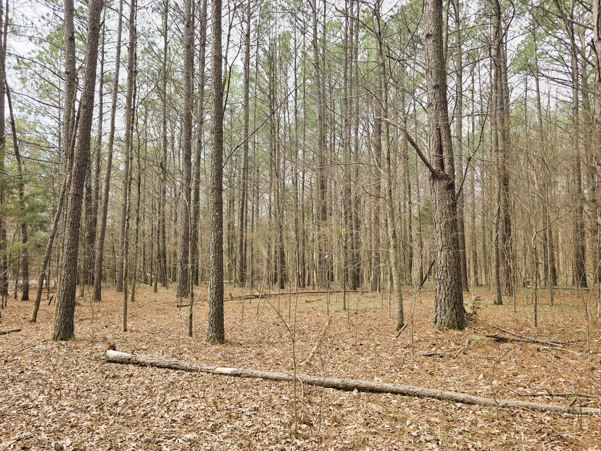 0 Zig Zag Road Big Sandy, TN 38221 - Photo 10 of 15 a view of a backyard with trees