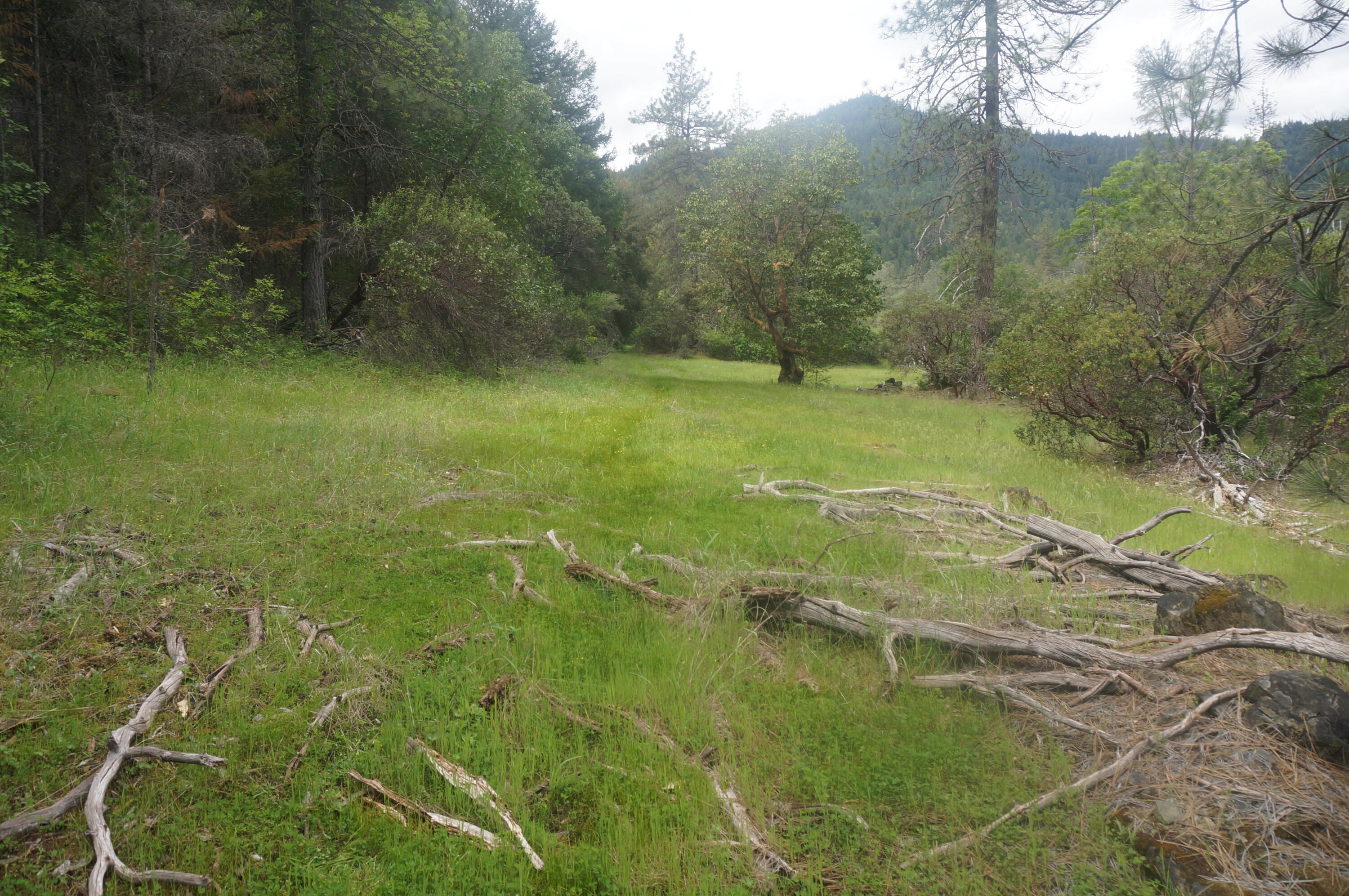 6269 Dutch Creek Road Junction City, CA 96048 - Photo 14 of 33 31.07 acres off Dutch Creek 031