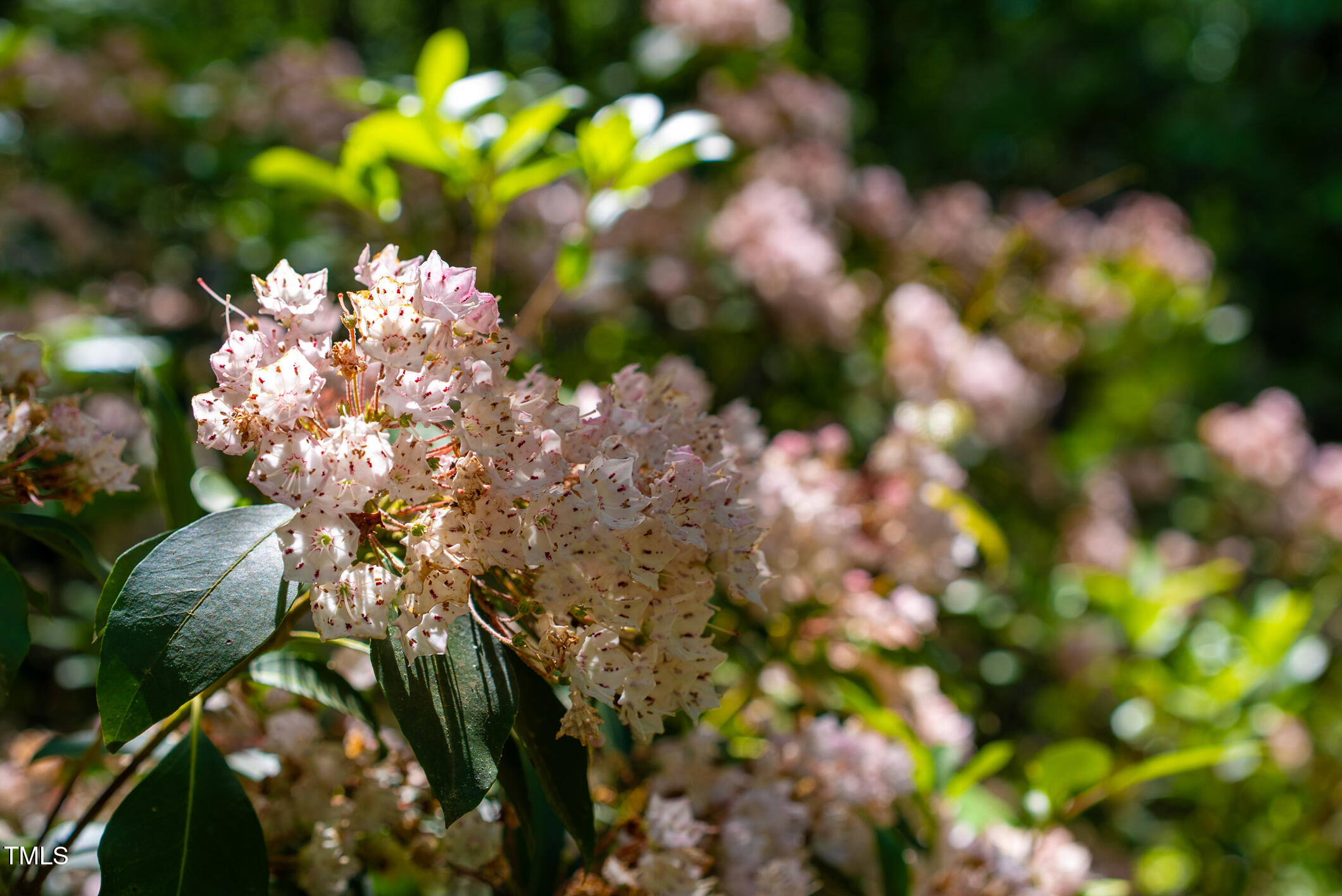 1045 Taylor Hill Road Westfield, NC 27053 - Photo 13 of 95 Singletree-13