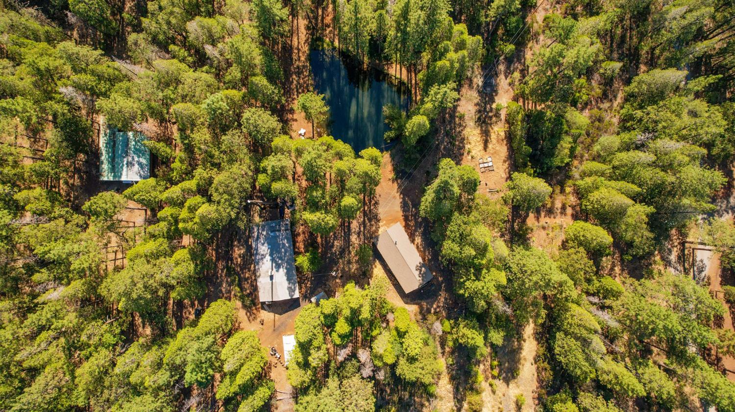 21800 Cedar Ridge Road Manton, CA 96059 - Photo 35 of 35 a view of a tree with a plant