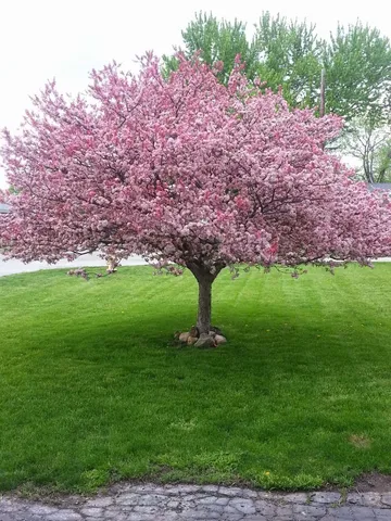 a backyard of a house with lots of green space