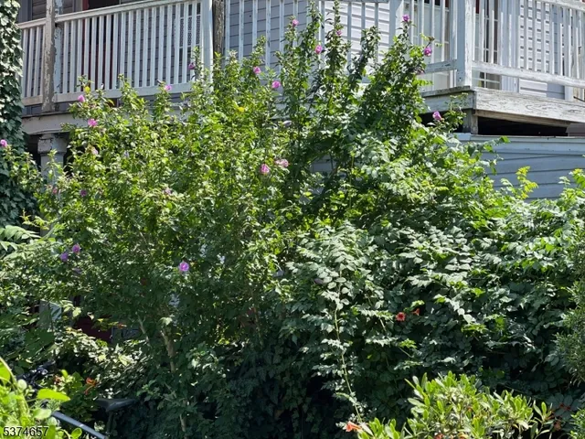 a view of a garden with a flower in a garden