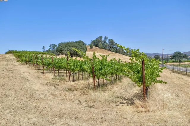 a view of large trees with large trees