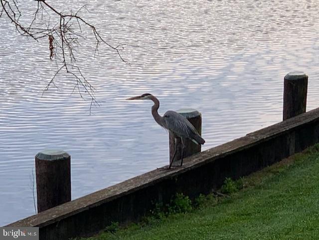1124 Riverside Drive Salisbury, MD 21801 - Photo 47 of 83 You'll see all kinds of birds!
