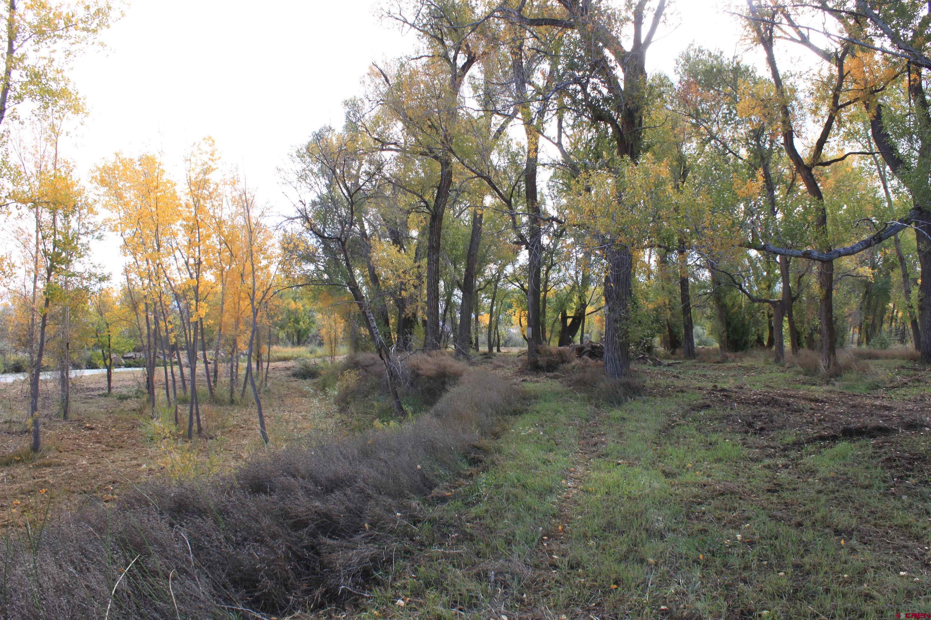 Tbd 6360th Road Montrose, CO 81403 - Photo 7 of 16 a view of outdoor space with trees