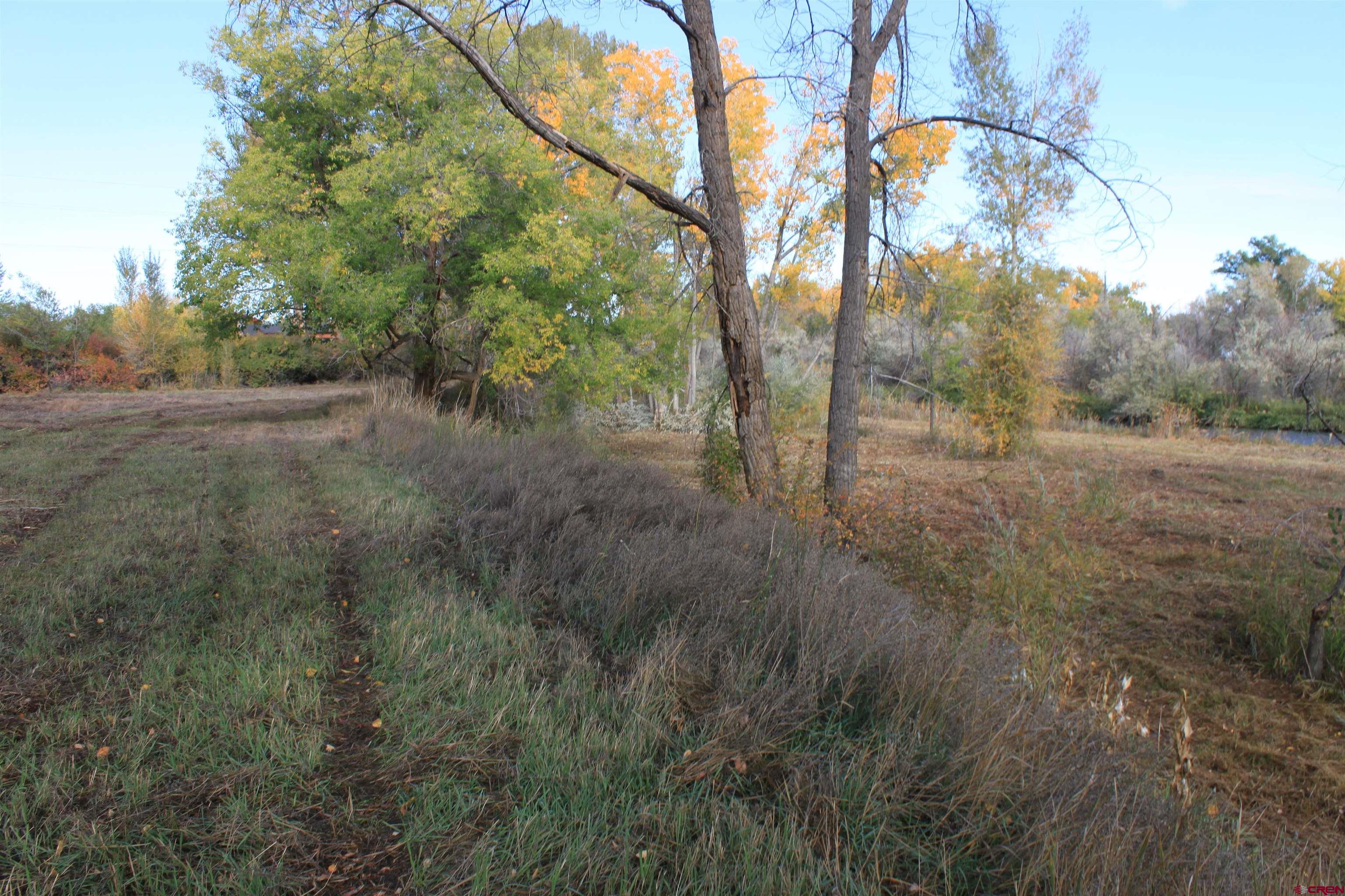 Tbd 6360th Road Montrose, CO 81403 - Photo 8 of 16 a view of a forest with trees in the background