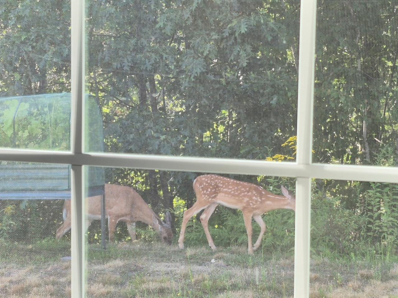 12 Tarah Way Fremont, NH 03044 - Photo 47 of 51