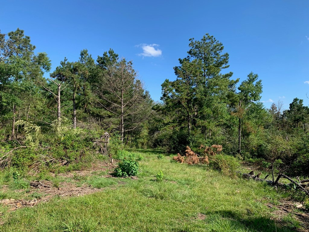 . Dee Toney Road Jayess, MS 39641 - Photo 8 of 11 Photo 8
