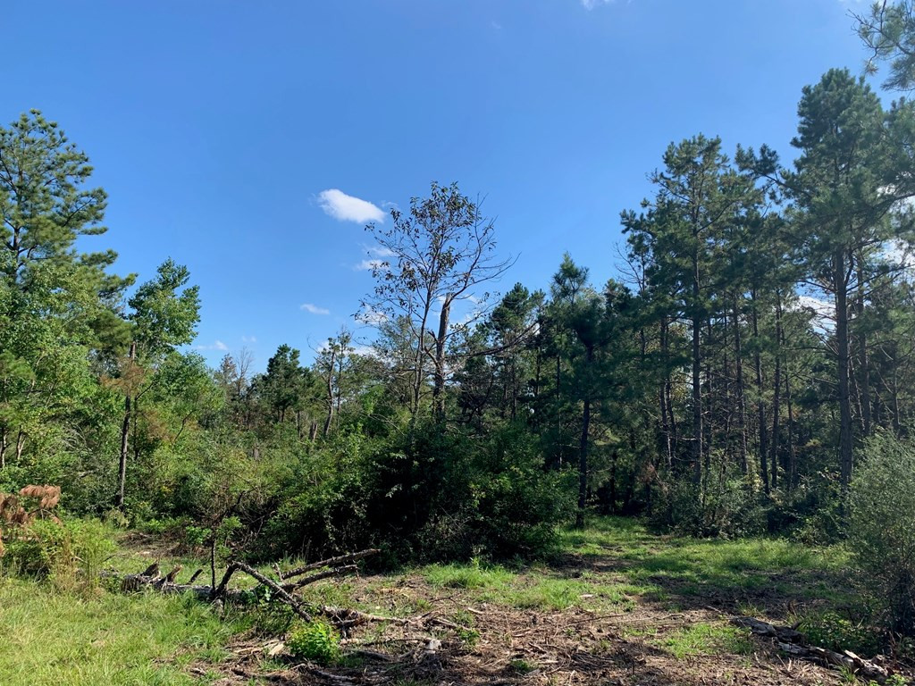 . Dee Toney Road Jayess, MS 39641 - Photo 9 of 11 Photo 10