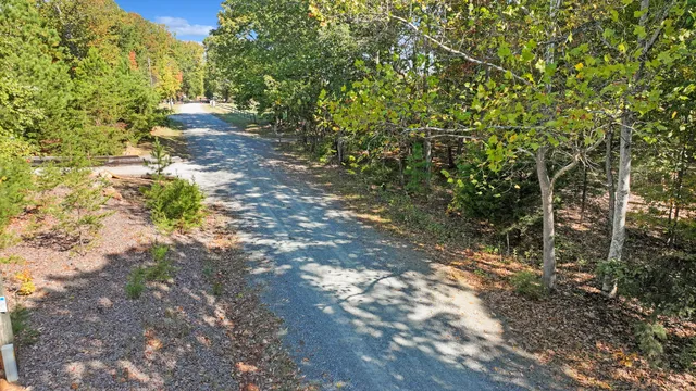a view of a yard with plants and large trees