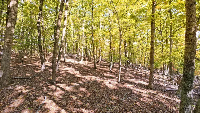 a view of covered with green space