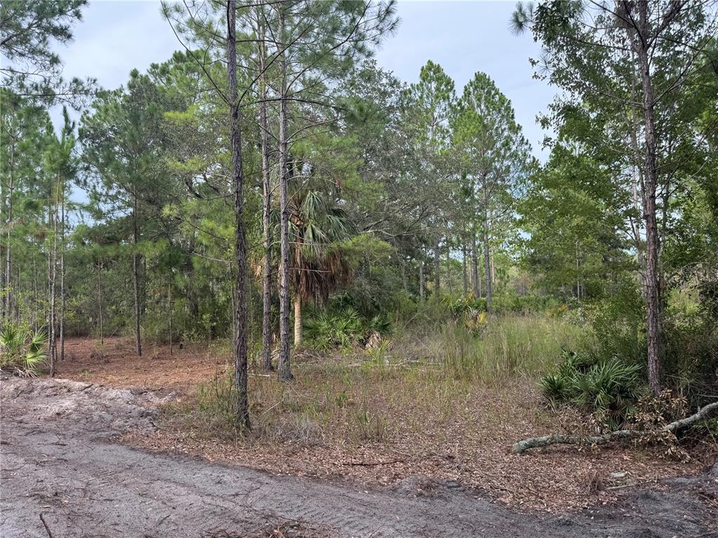0 Southwest 103rd Court Cedar Key, FL 32625 - Photo 2 of 7 a view of a forest with trees in the background