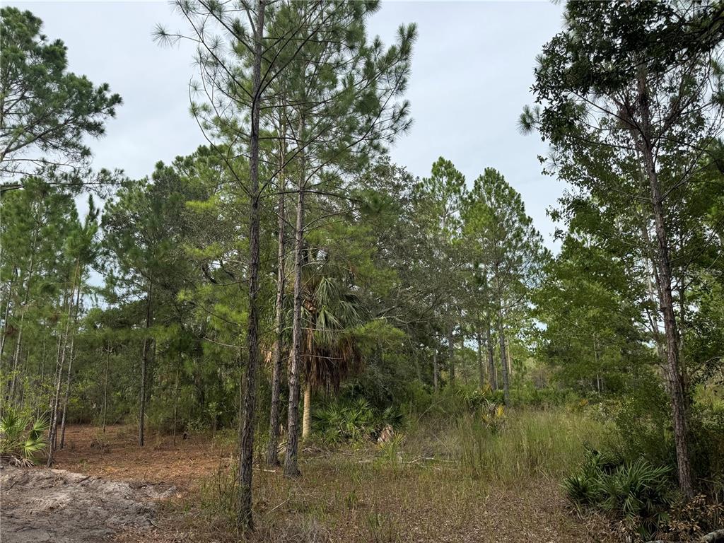 0 Southwest 103rd Court Cedar Key, FL 32625 - Photo 3 of 7 a view of a forest