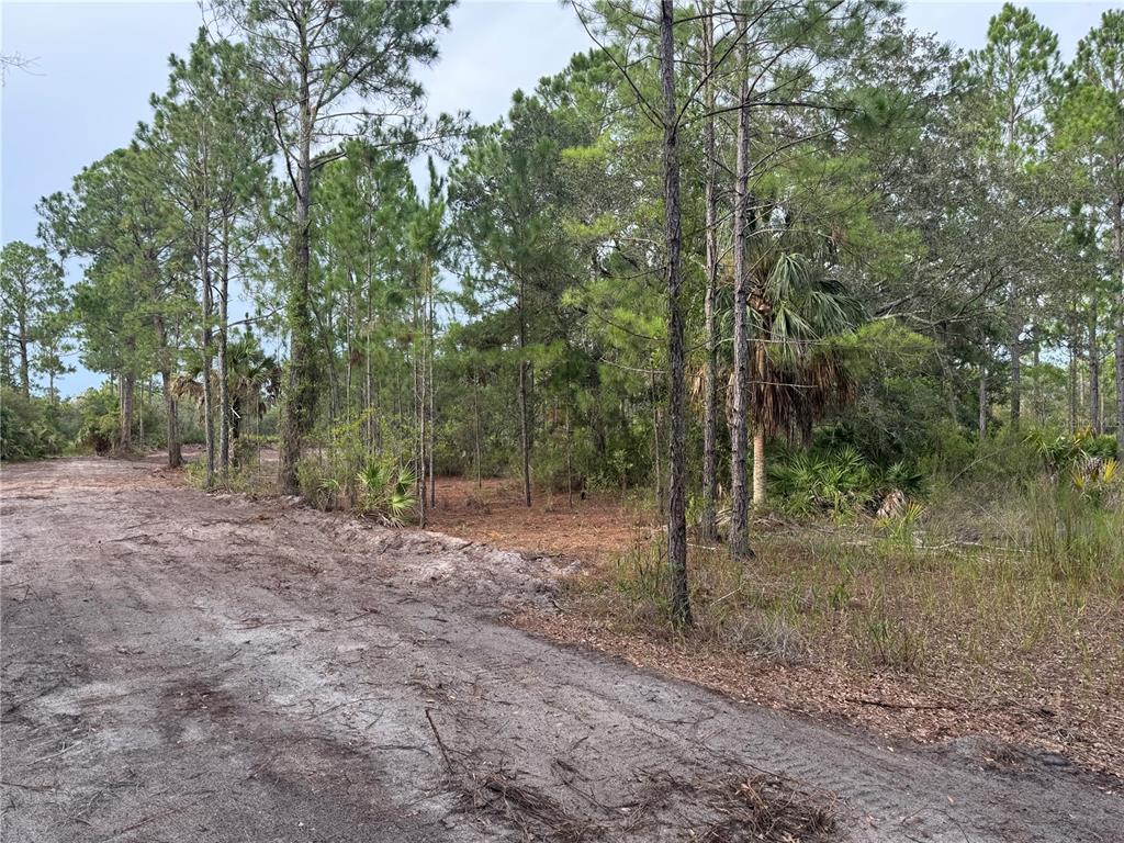 0 Southwest 103rd Court Cedar Key, FL 32625 - Photo 4 of 7 a view of a forest with trees in the background