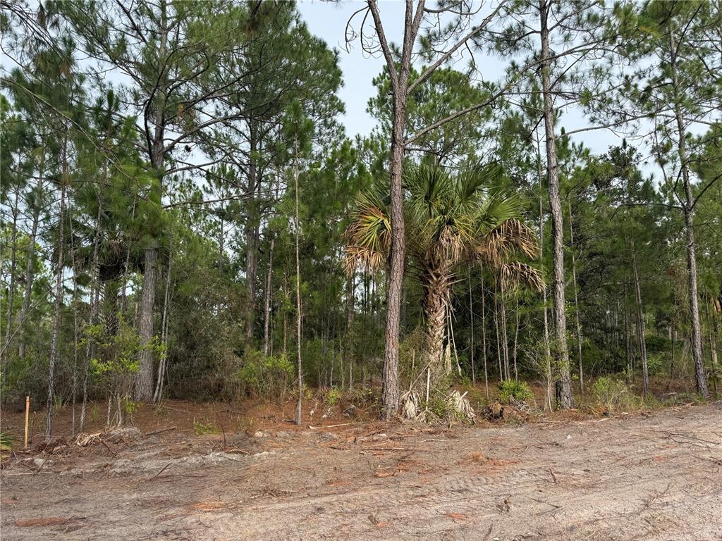 0 Southwest 103rd Court Cedar Key, FL 32625 - Photo 5 of 7 a view of a forest filled with trees