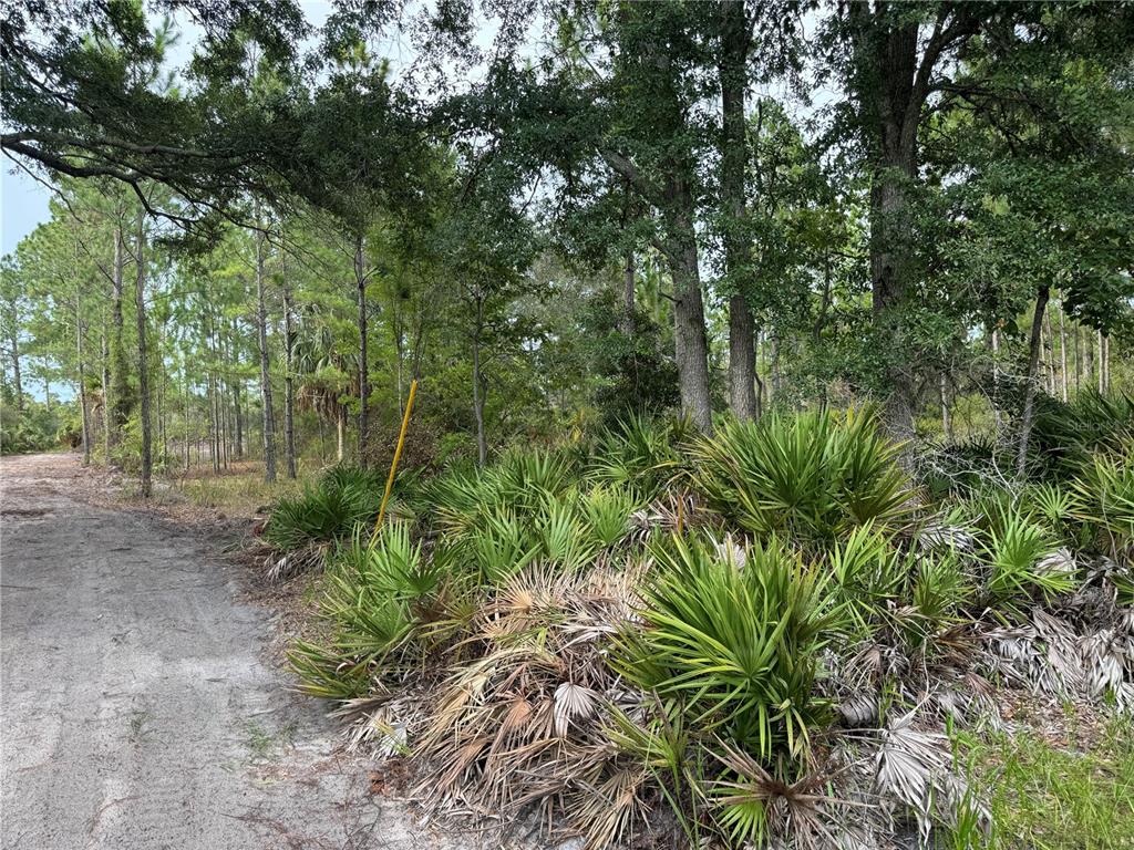 0 Southwest 103rd Court Cedar Key, FL 32625 - Photo 7 of 7 a view of a yard with plants and large trees