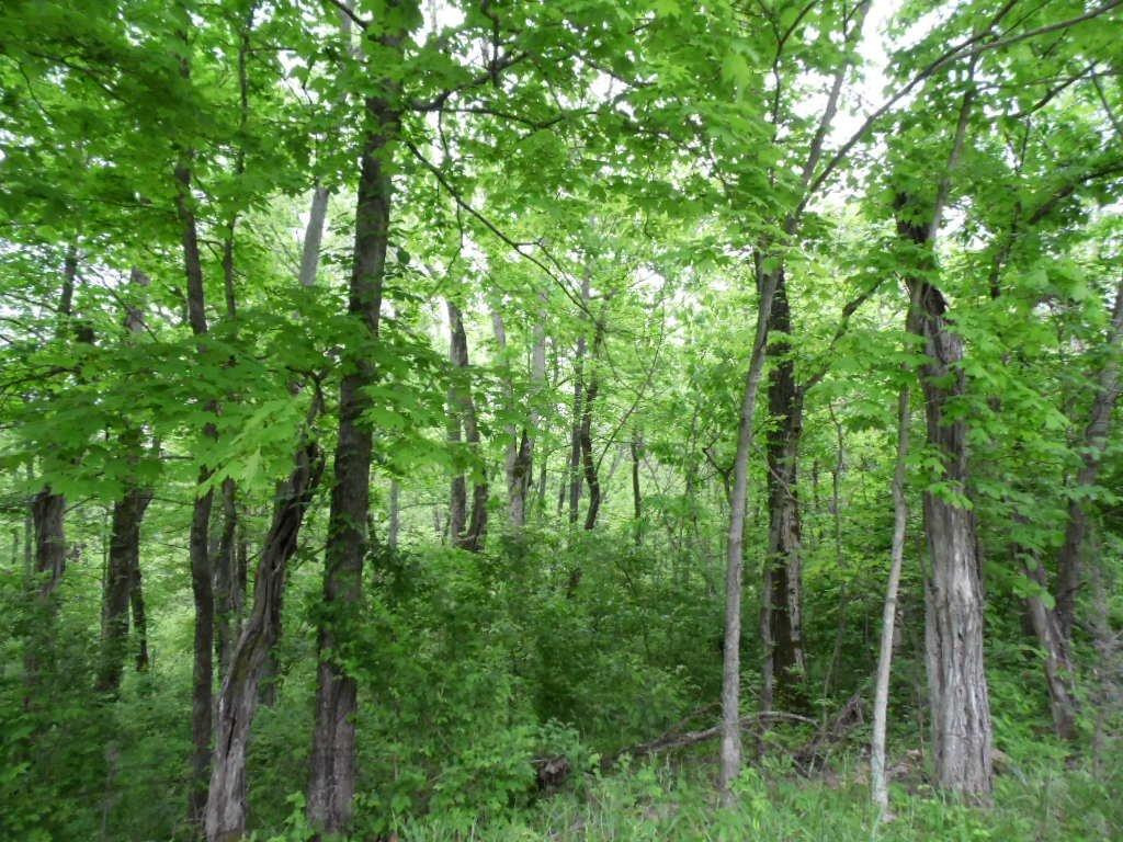 46 Ritchey Road Lawrenceburg, KY 40342 - Photo 7 of 7 Photo 7