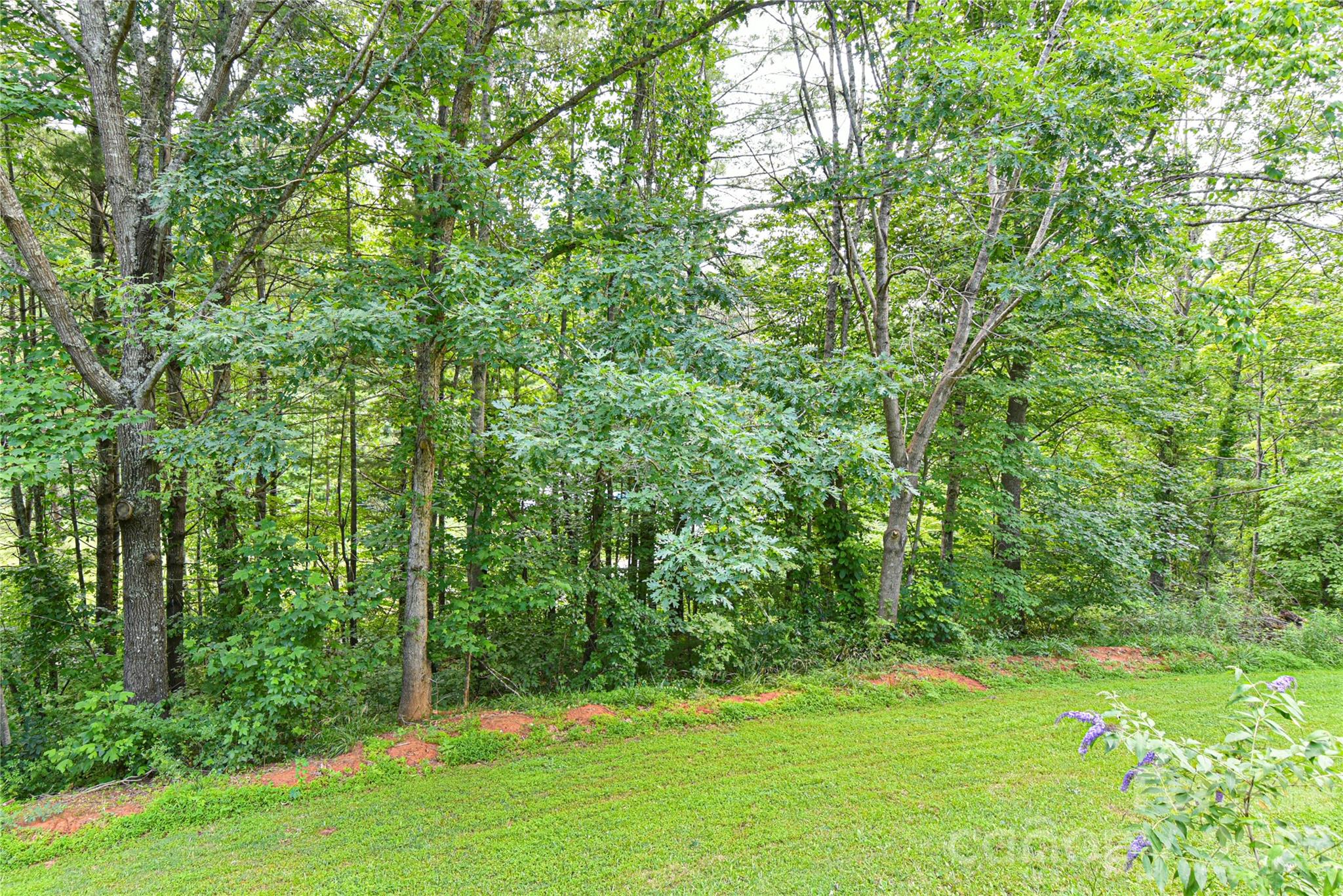 10 Gentry Branch Road Weaverville, NC 28787 - Photo 30 of 33 a view of a trees with a yard