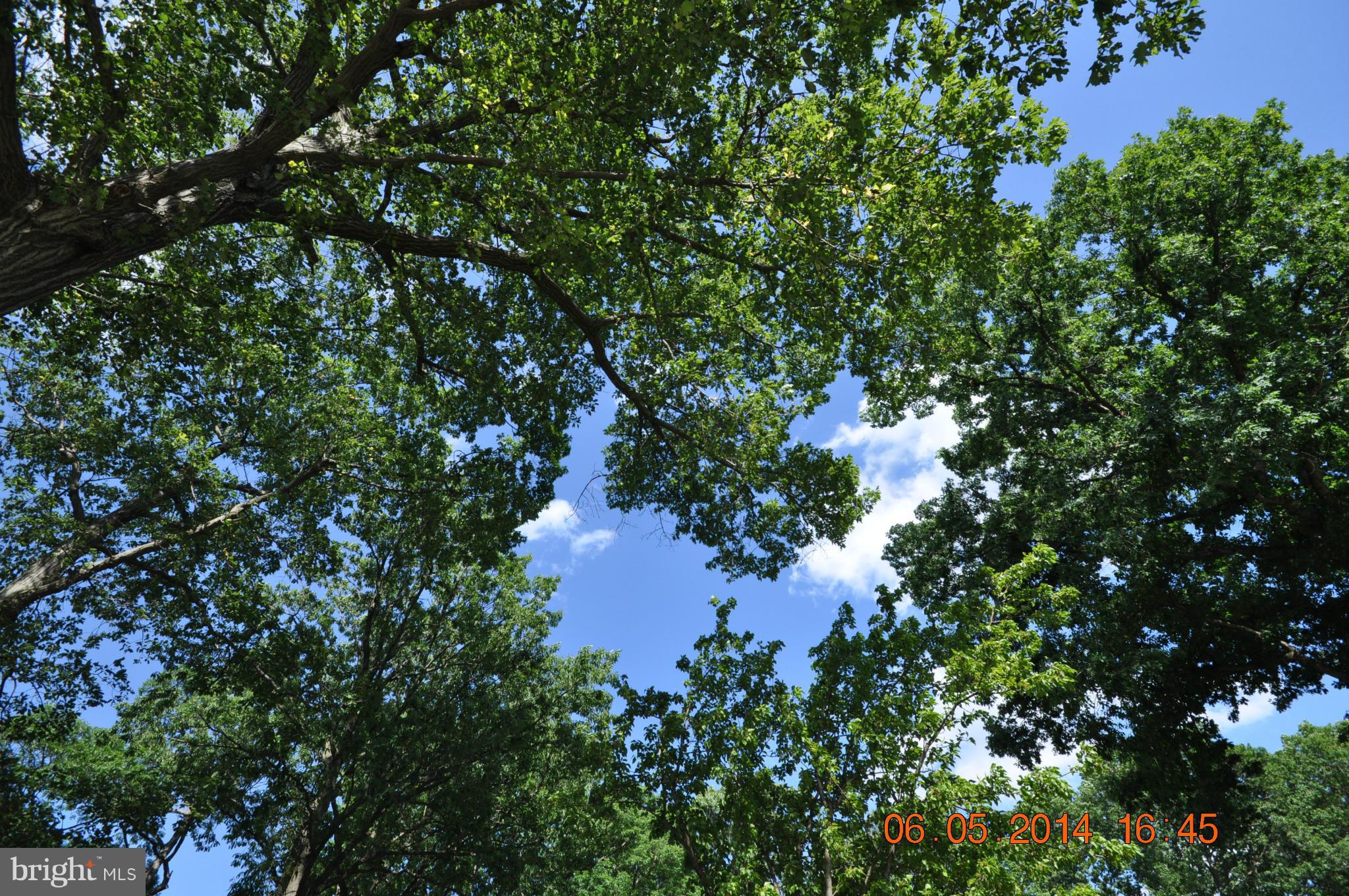 5905 Brookland Road Alexandria, VA 22310 - Photo 12 of 24 a view of a tree