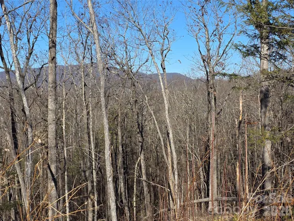 a view of a forest with lots of trees