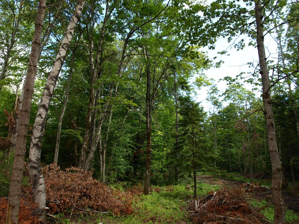 Morse Road, Unit 900 2 Jay, VT 05859 - Photo 5 of 8 Gallery Image 5