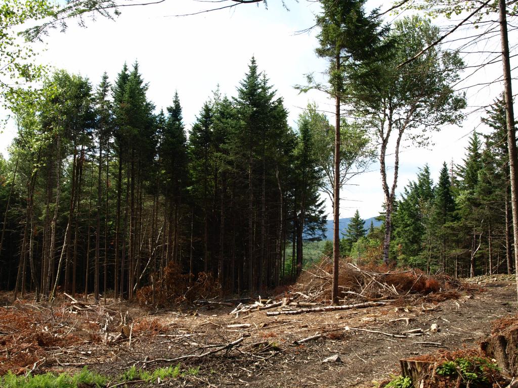 Morse Road, Unit 900 2 Jay, VT 05859 - Photo 6 of 8 Gallery Image 6