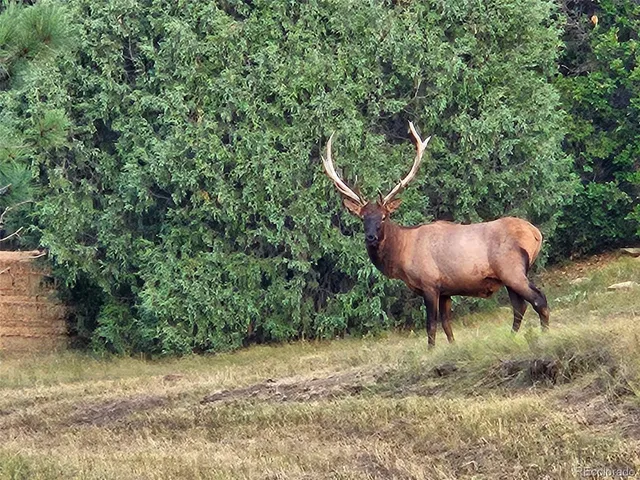 a view of backyard with green space