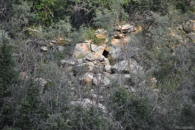 a view of a garden with a tree