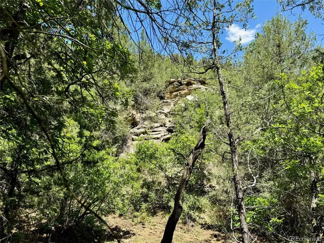 a view of a lush green forest