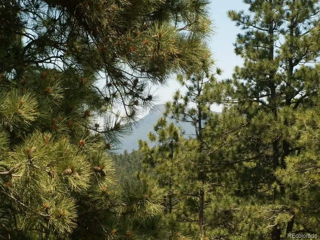 a view of a tree in a forest