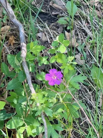 a view of a yard with plants and a bench