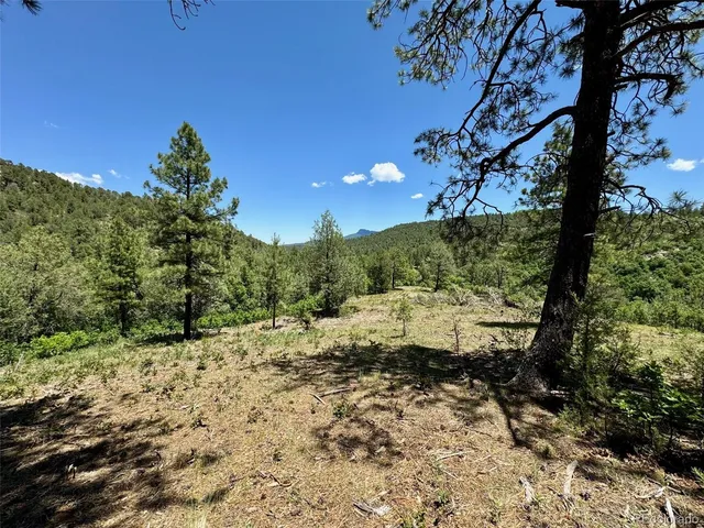 a view of a yard with a tree