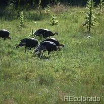 a view of a dry yard with trees