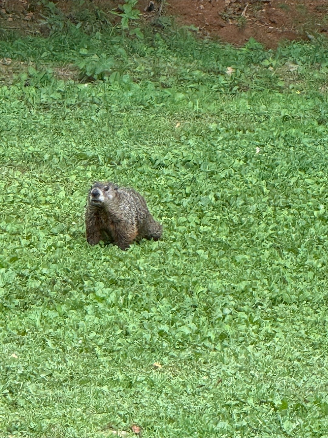 3044 Henderson Road Springfield, TN 37172 - Photo 37 of 43
